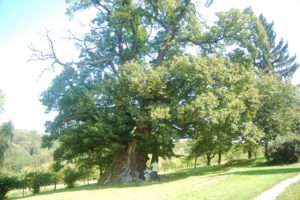 kostanjnatetajnemvkrizevcih